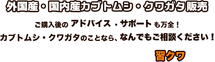 外国産・国内産カブトムシ・クワガタ販売